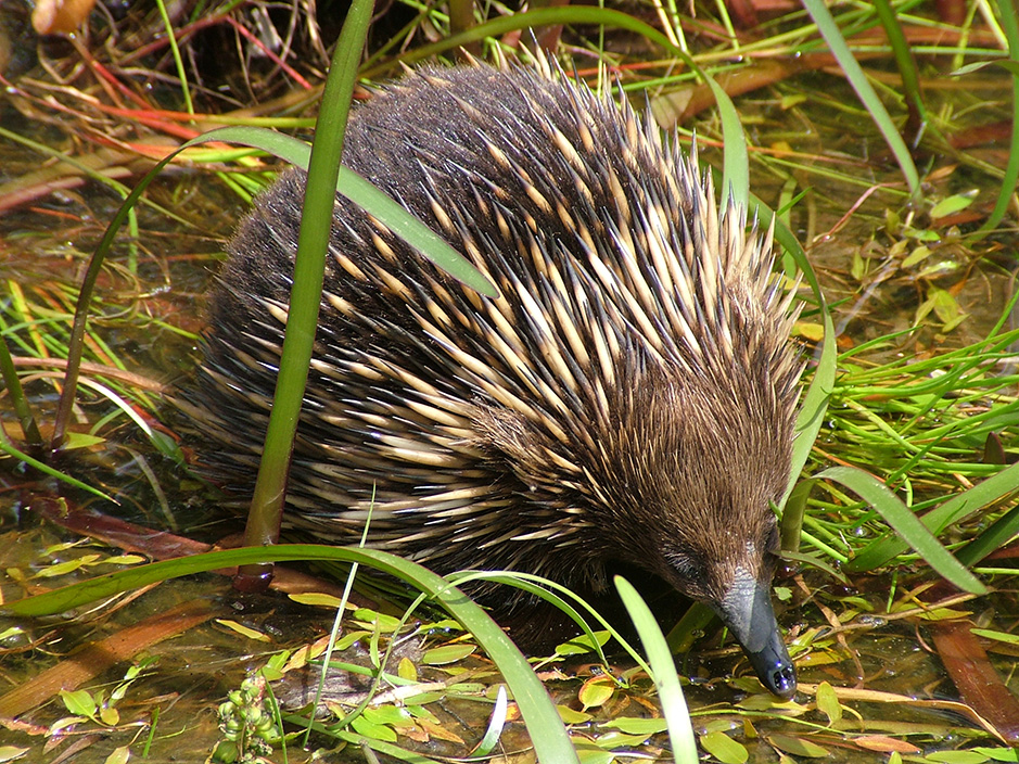 Echidna in one of the Redman Bluff Wetlands Ponds at Grampians Paradise Camping and Caravan Parkland